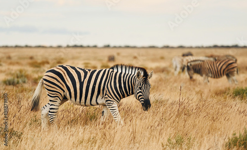 Side view. Zebra in the wildlife at daytime