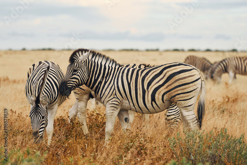 Animals is together. Zebras in the wildlife at daytime
