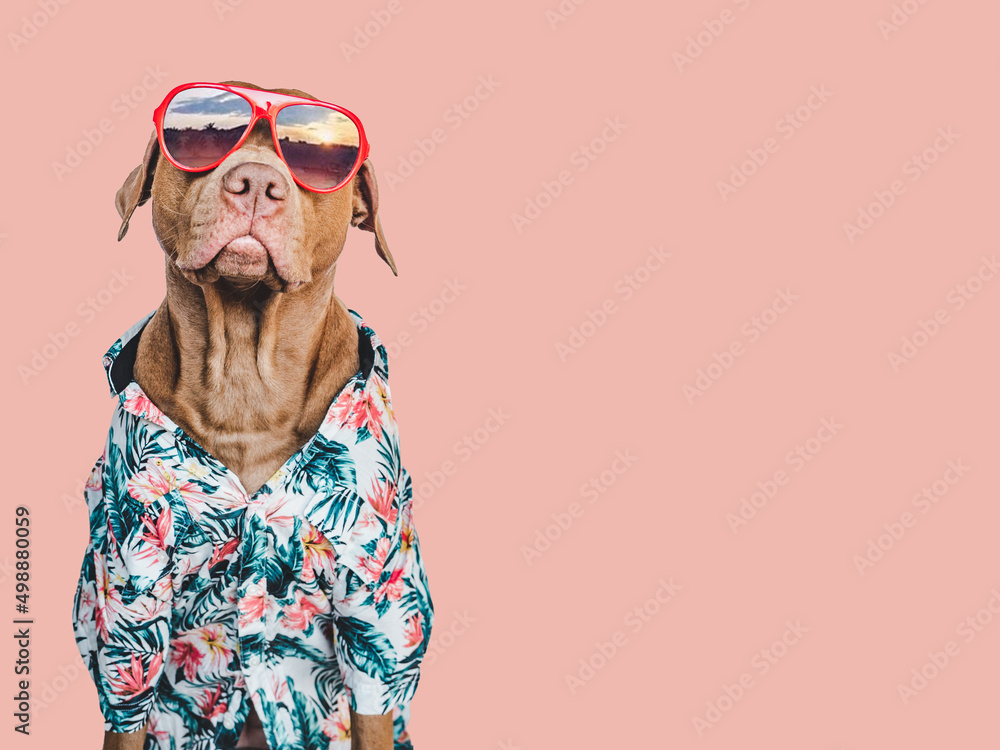 Fototapeta premium Lovable, pretty brown puppy in a Hawaiian shirt. Travel preparation and planning. Close-up, indoors. Studio shot, isolated background. Concept of recreation, travel and tourism. Pets care