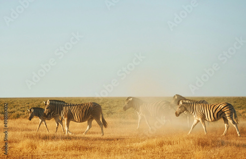 Zebras in the wildlife at daytime