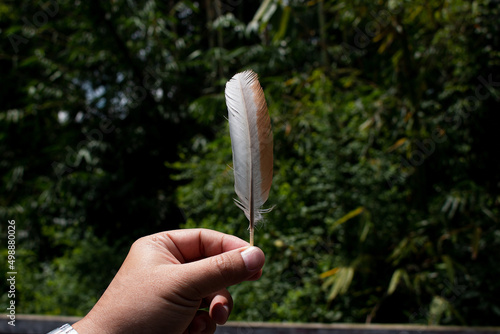 hand held chicken feather on an out of focus background
