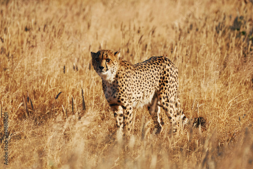 Cheetah is outdoors in the wildlife