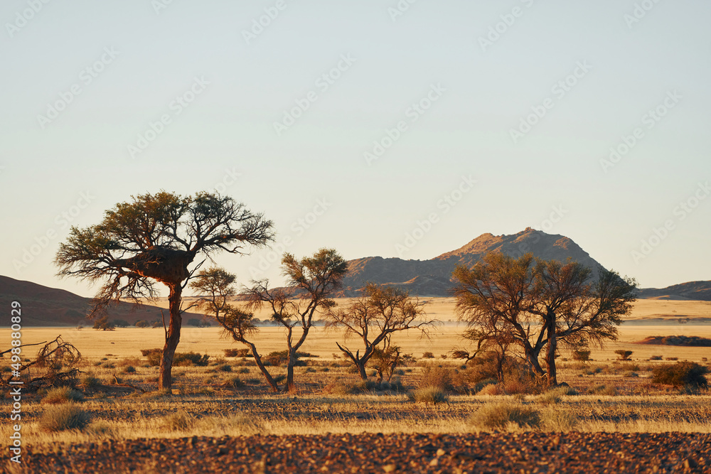 Beautiful trees. Majestic view of amazing landscapes in African desert