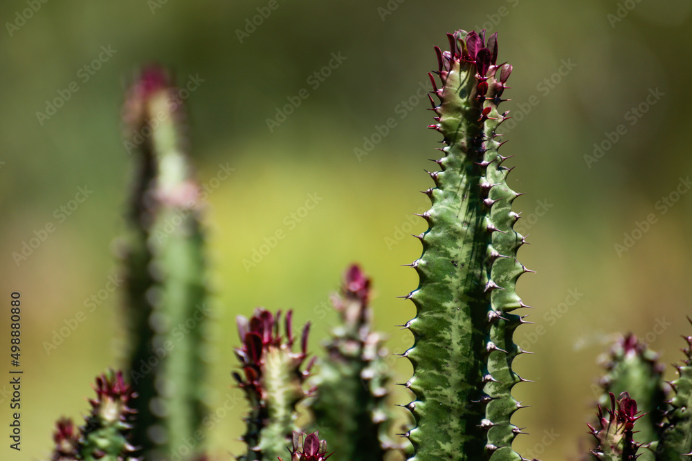 Cactus Red Tips Wallpaper Soft Green Background Texture