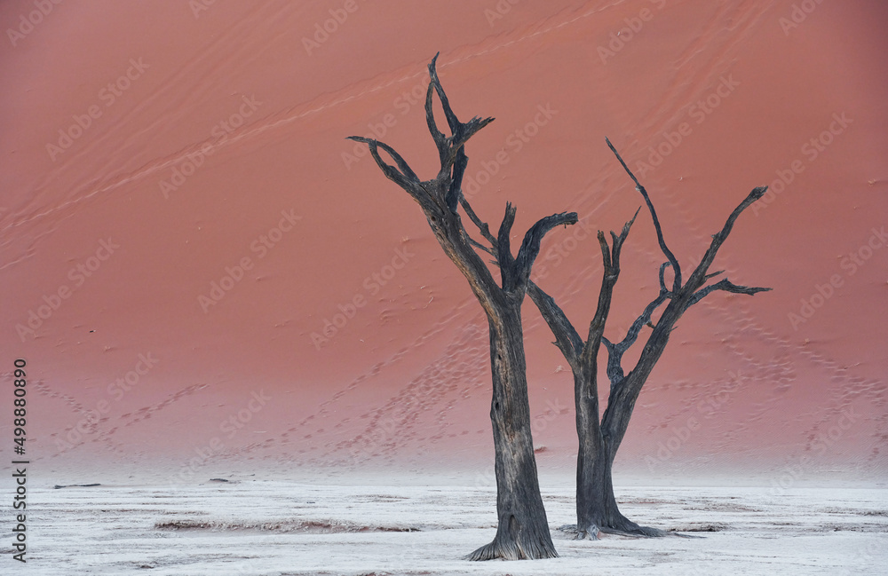 Place with dead trees. Majestic view of amazing landscapes in African desert Place with dead trees. Majestic view of amazing landscapes in African desert