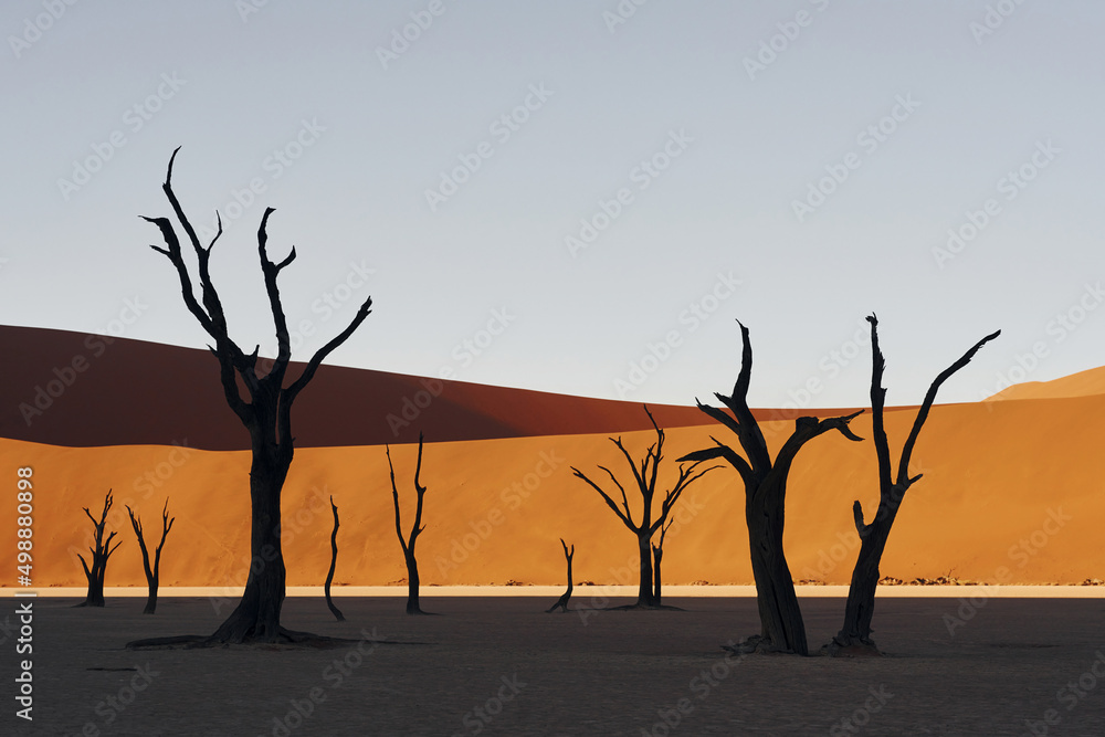 Place with dead trees. Majestic view of amazing landscapes in African desert Place with dead trees. Majestic view of amazing landscapes in African desert