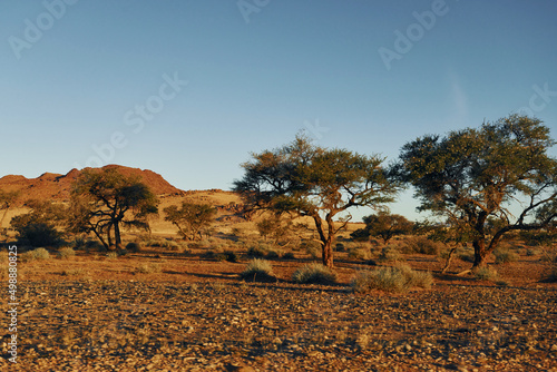 Beautiful trees. Majestic view of amazing landscapes in African desert