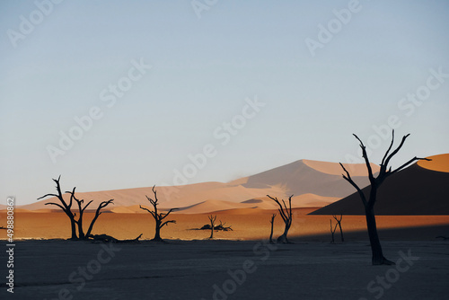 Dead trees. Majestic view of amazing landscapes in African desert