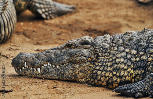 Close up view. Crocodiles relaxed and resting on the ground