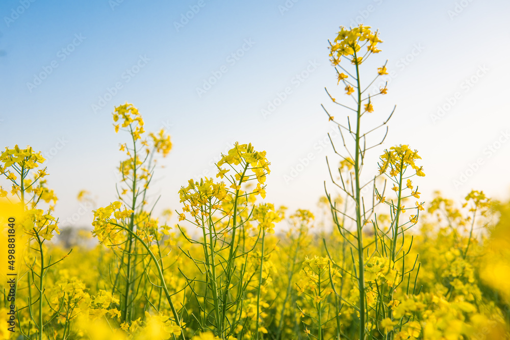 Yellow Rapeseed Field And Blue Sky In spring Yellow Rapeseed Field And Blue Sky In spring