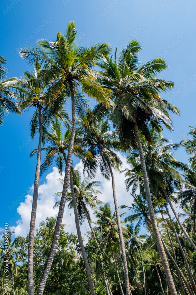 Palm trees on blue sky background with cloud