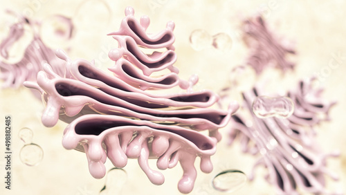 Photography Cross section through a golgi apparatus - 3D Rendering