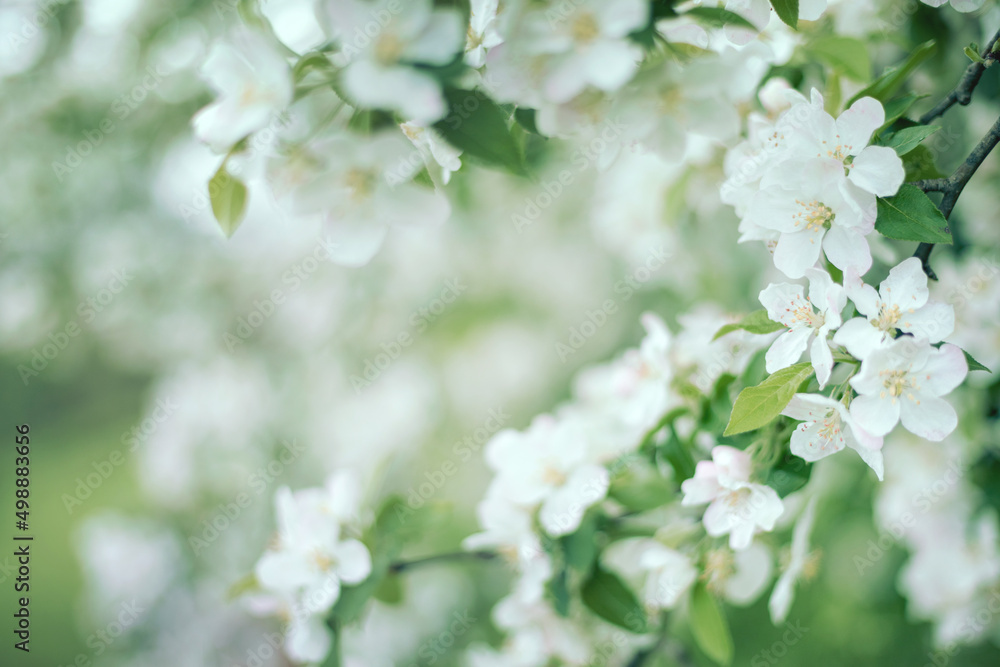 Selective soft focus flowering apple tree branch with white flowers on blurred neutral white and green leaves bokeh background. Neutral light floral nature spring blossom design copy space for text Selective soft focus flowering apple tree branch with white flowers on blurred neutral white and green leaves bokeh background. Neutral light floral nature spring blossom design copy space for text
