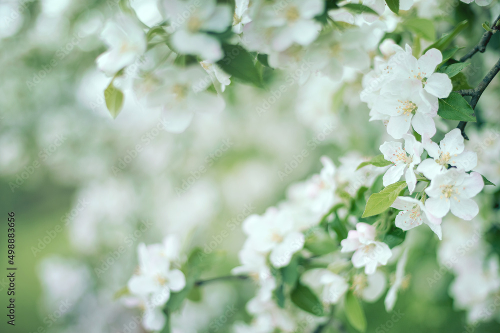 Selective soft focus flowering apple tree branch with white flowers on blurred neutral white and green leaves bokeh background. Neutral light floral nature spring blossom design copy space for text