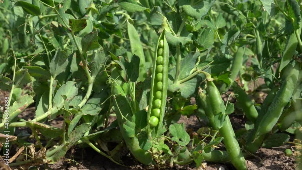 Green pea field at harvest time Green pea field at harvest time