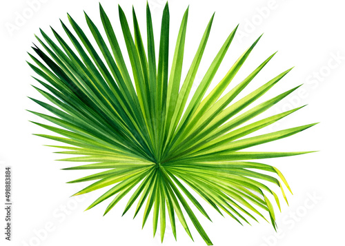 Watercolor tropical palm leaf isolated on white background, jungle clipart