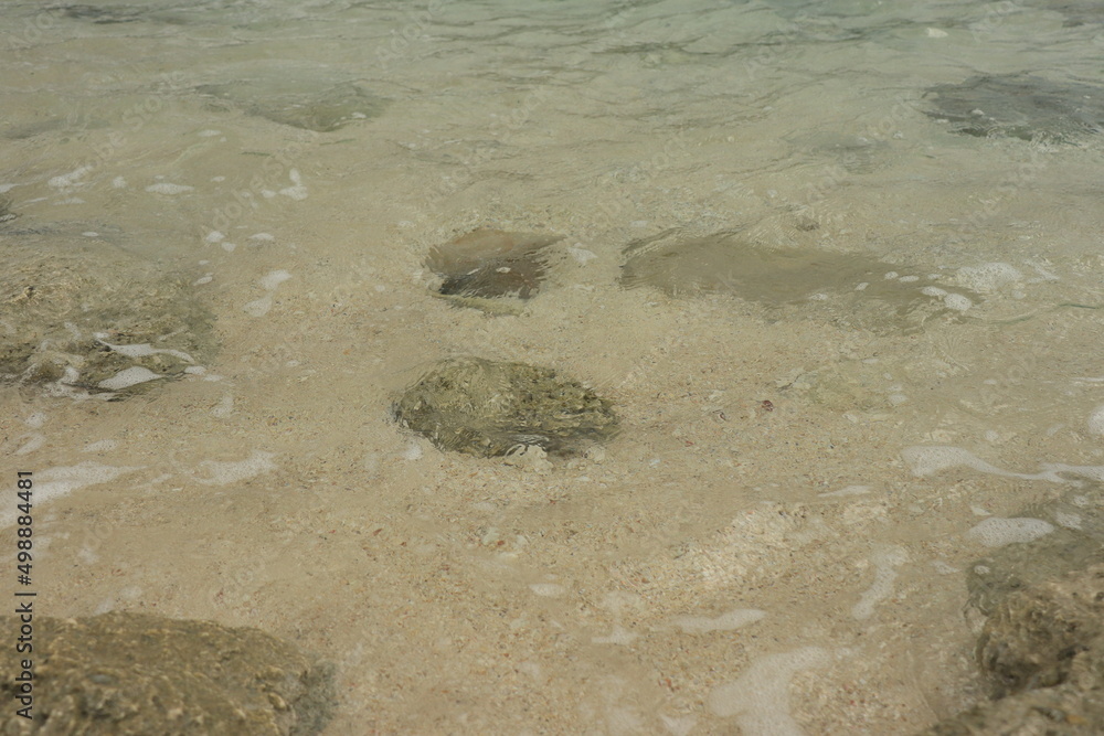 Obraz premium 島、海、海岸