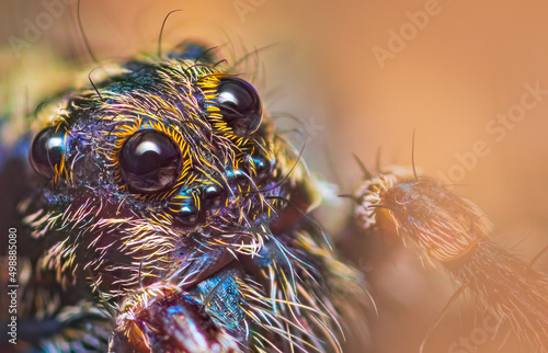 Scary eyes of Thin-legged Wolf Spider - Genus Pardosa, close up detailed focus stacked photo