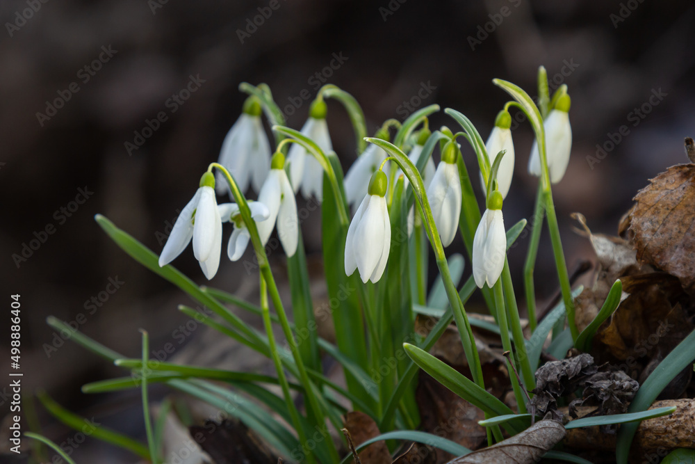 Early spring snowdrops, Galanthus nivalis, selective focus and diffused background Early spring snowdrops, Galanthus nivalis, selective focus and diffused background