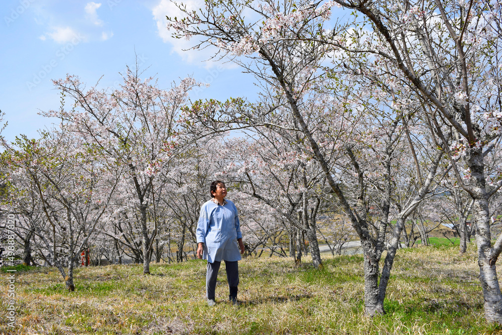 桜を眺める70代の女性 桜を眺める70代の女性