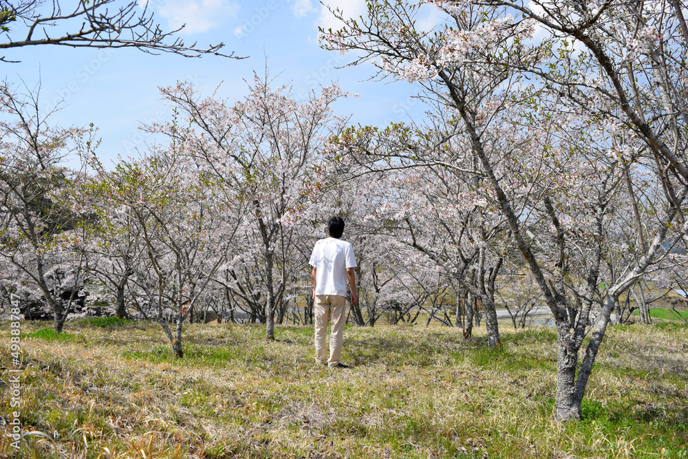 桜を眺める60代の男性