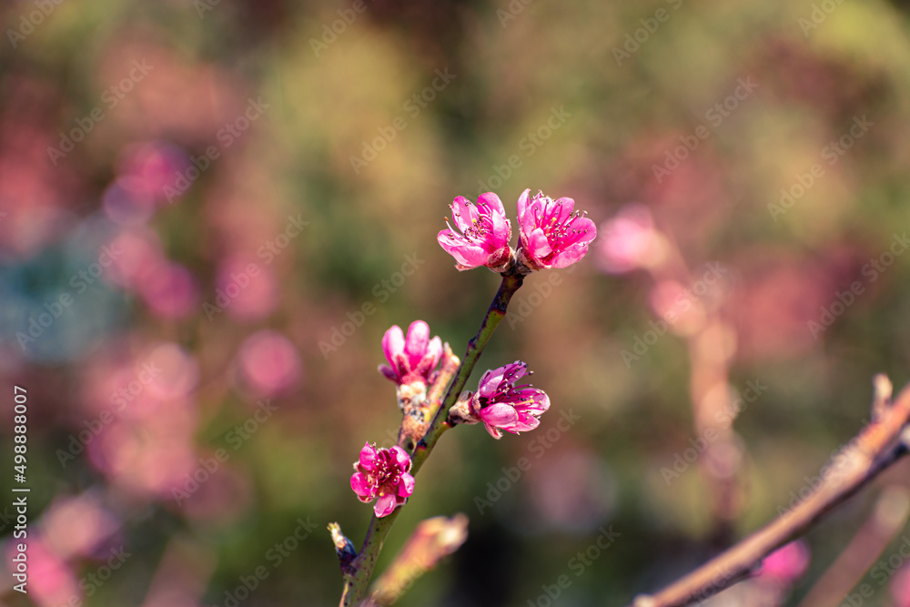 Close up of pink peach tree blossoms Close up of pink peach tree blossoms