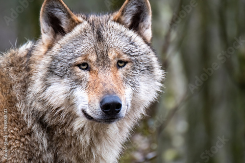 Fotografiet Close up of an adult wolve roaming in the forest