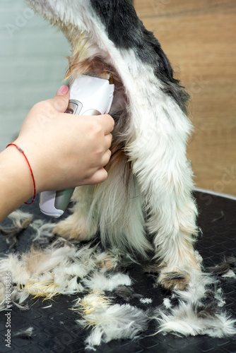 trimming the hair of the legs with a Yorkshire terrier clipper in a grooming salon, close-up