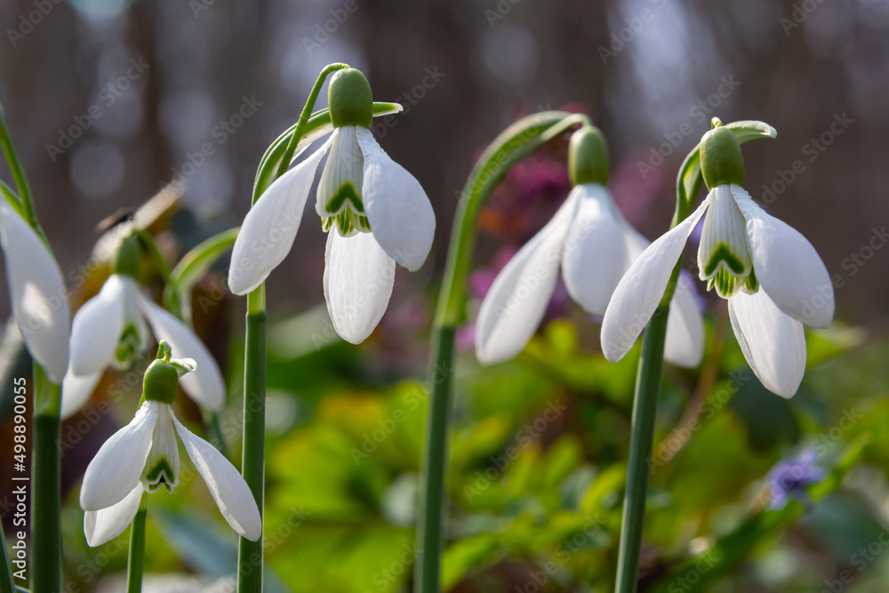 Flowers snowdrops in garden, sunlight. First beautiful snowdrops in spring. Common snowdrop blooming. Galanthus nivalis bloom in spring forest. Flowers snowdrops in garden, sunlight. First beautiful snowdrops in spring. Common snowdrop blooming. Galanthus nivalis bloom in spring forest.