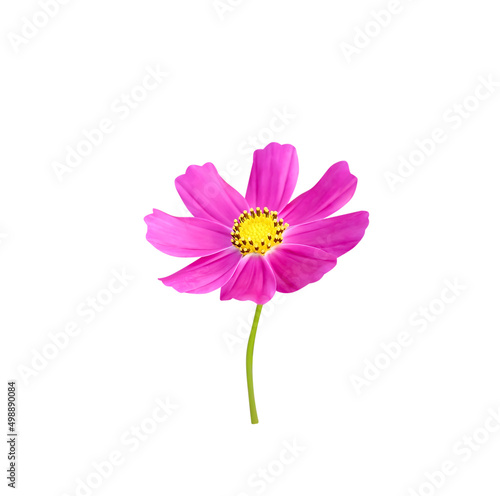 Single pink cosmos bipinnatus  mexican aster   blooming isolated on white background clipping path