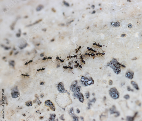 ants on a light background © studybos