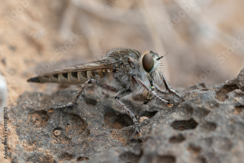 Tapet An Asilidae fly devouring a Trupanea guimari