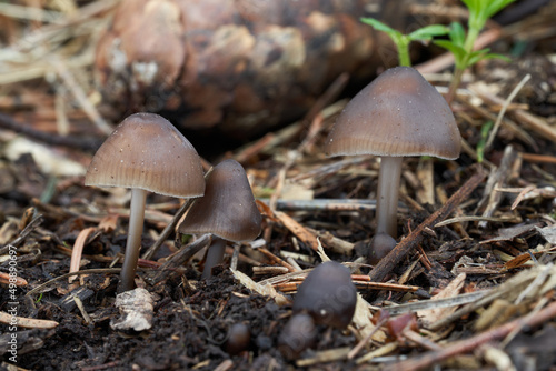 Inedible mushroom Mycena strobilicola in spruce forest. Group of wild brown mushrooms.