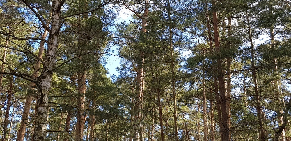 Pine trees Pine trees