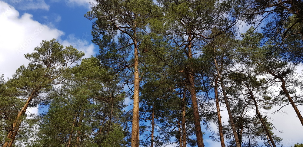 Fototapeta premium Pine trees