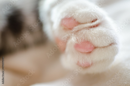 Close-up portrait of a white cat. Macro photo of a white cat's paw. Close-up portrait of a white cat. Macro photo of a white cat's paw. The concept of pet care, a way to treat domestic cats.