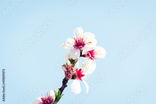 Almond tree branches full of white blossoms against the blue sky is spring © Nikolett
