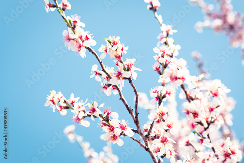 Almond tree branches full of white blossoms against the blue sky is spring