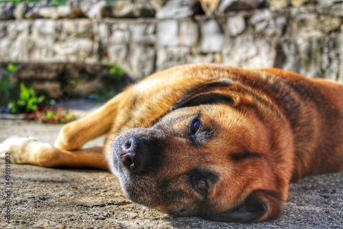 Large brown dog lying down relaxing on the cement floor.