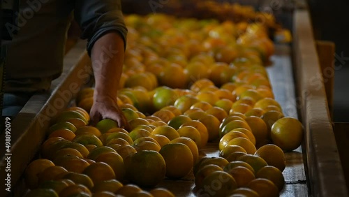oranges being carefully selected by farmer hand photo