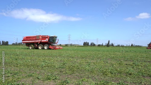 Combine pea collecting in an organic pea field