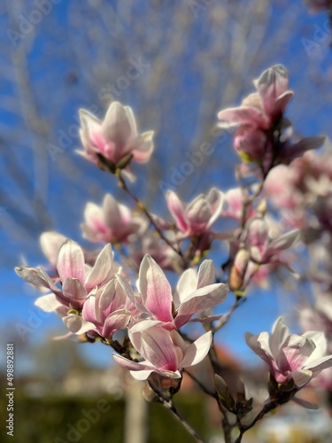 Wallpaper Mural White and pink petals of magnolia plant with slightly blurred background shot in vertical format Torontodigital.ca