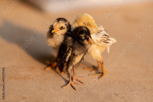 Adorable baby chicken or chick friends on natural.