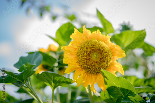 Beautiful sunflower on a sunny day with a natural background.