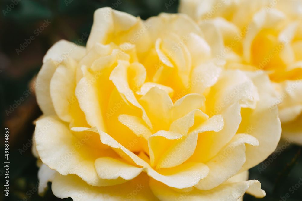 Closeup to Yellow rose flower with dew or rain water on the morning. Closeup to Yellow rose flower with dew or rain water on the morning.