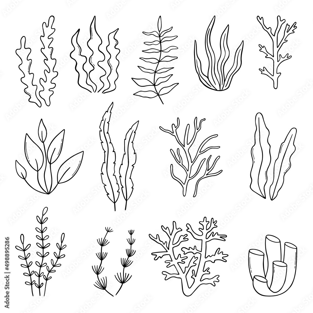 Set of coral, seaweed and reef doodle. Underwater Plants in sketch style. Hand drawn vector illustration isolated on white background. Set of coral, seaweed and reef doodle. Underwater Plants in sketch style. Hand drawn vector illustration isolated on white background.