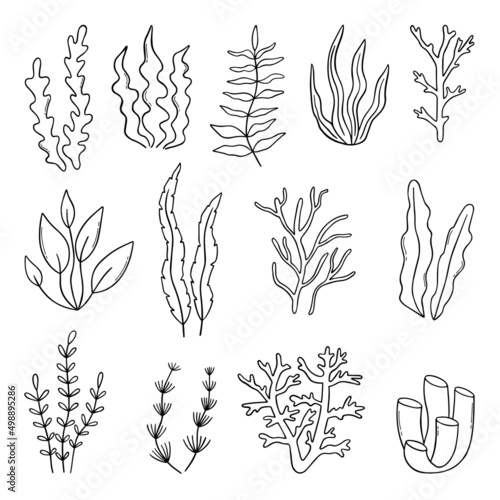 Set of coral, seaweed and reef doodle. Underwater Plants in sketch style. Hand drawn vector illustration isolated on white background.