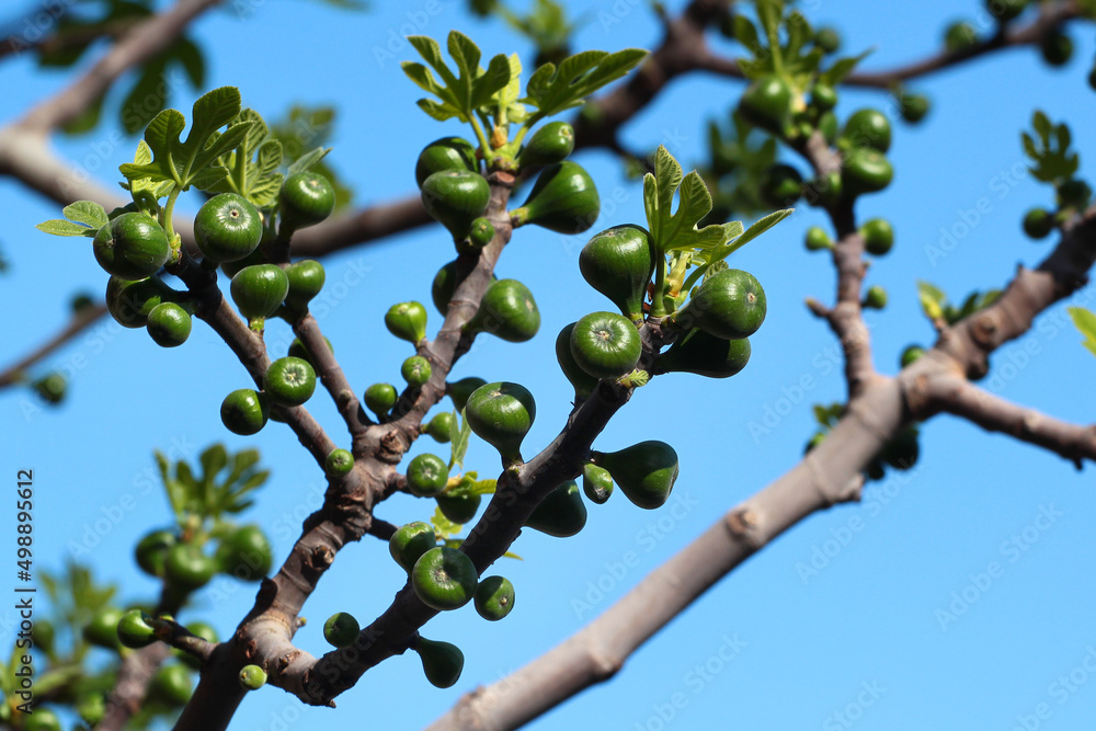 Little green fig fruit on a tree branch in a garden Little green fig fruit on a tree branch in a garden