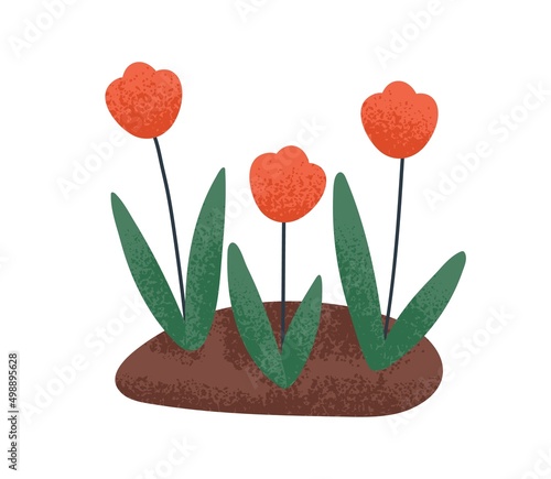 Blossomed spring flowers growing in ground. Blooming floral garden plants with leaf in soil. Abstract wild flora. Flat vector illustration of delicate wildflower isolated on white background #498895628