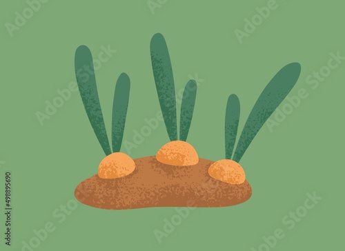 Farm vegetable growing in ground. Garden root plant, turnip with leaf tops ov...